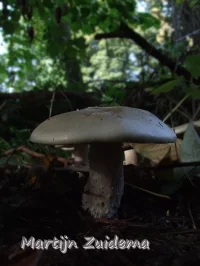 Nevelzwam [Clitocybe nebularis]